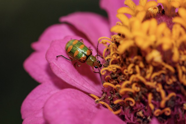 cucurbit beetle