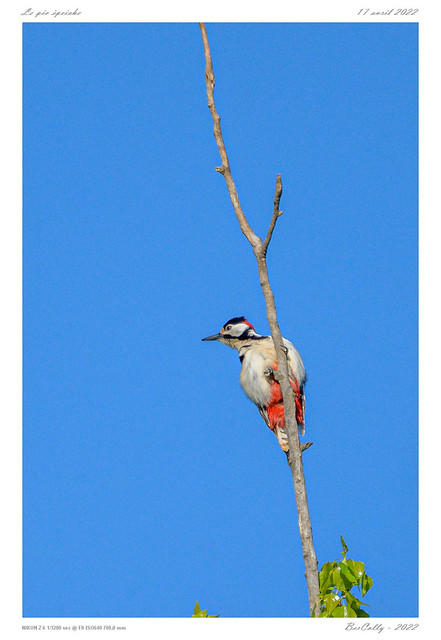 Le pic épeiche | Great Spotted Woodpecker