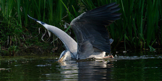 a Heron fishing (1/2)