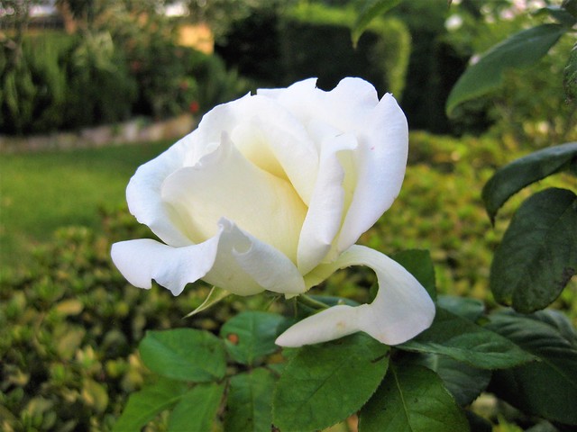 A White Rose - Preston