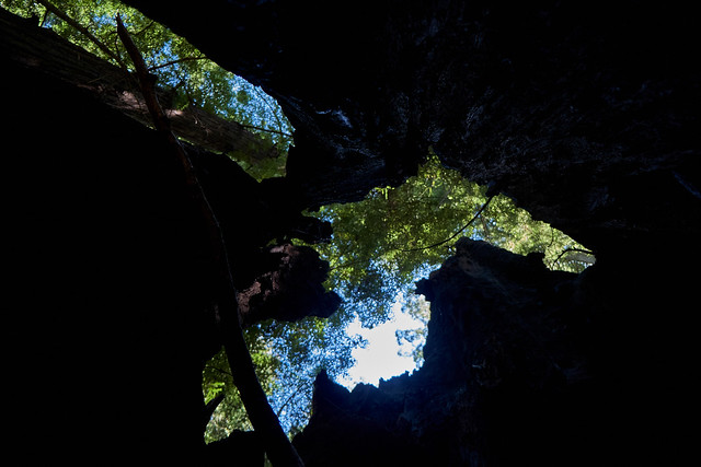 portal to the canopy