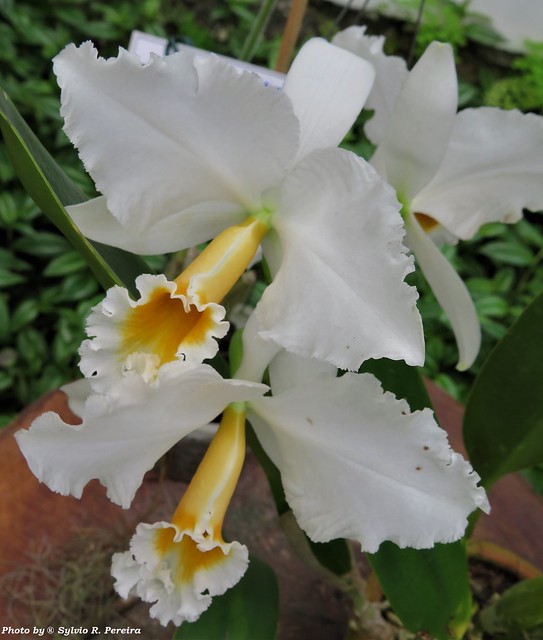 Cattleya percivaliana