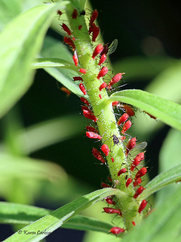 Red Goldenrod Aphids (Uroleucon solidaginis) | by acadia_breeze4130