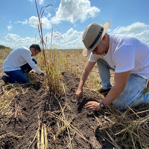 Daninhas na mira pesquisa busca controle de plantas nocivas às lavouras de soja na região do Baixo Parnaíba