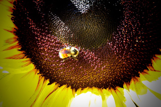 Lake Placid  New York ~ Sunflower and Bee ~ Macro