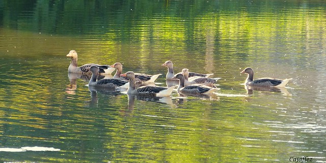 Almost grown up. A family geese in the evening sun.