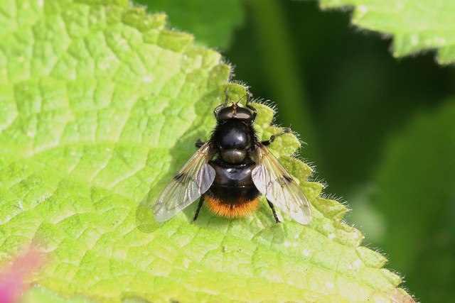 Bumblebee Plumehorn ~ Volucella bombylans var. bombylans ~ Kelling Water Meadows !1)