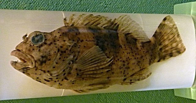 Cirrhitus pinnulatus (15-9-21 Naturhistorisches Museum Wien)