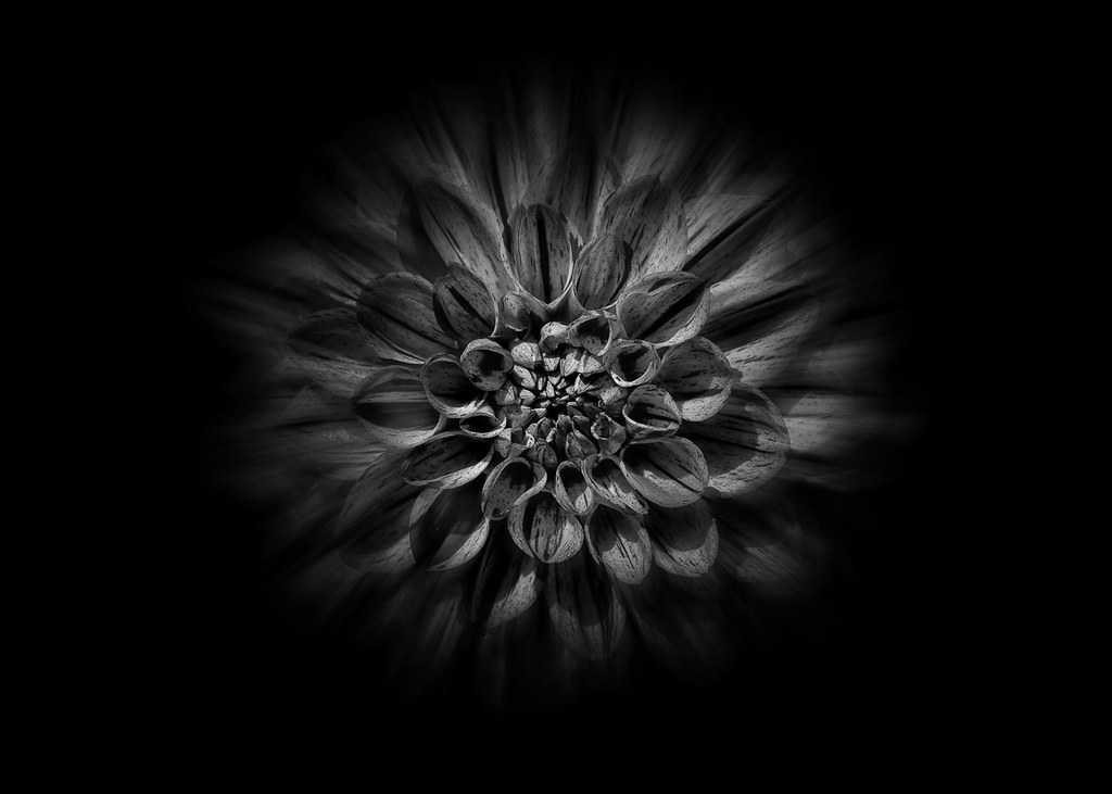 Backyard Flowers In Black And White 57 Flow Version