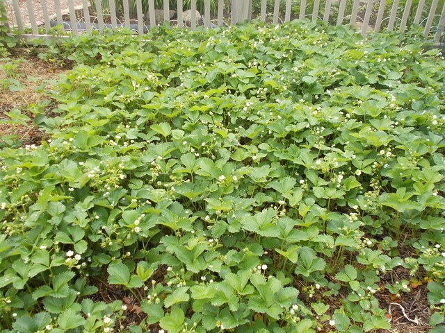 The Strawberry Patch.