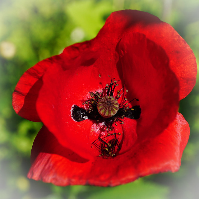 a red poppy on a summer's day