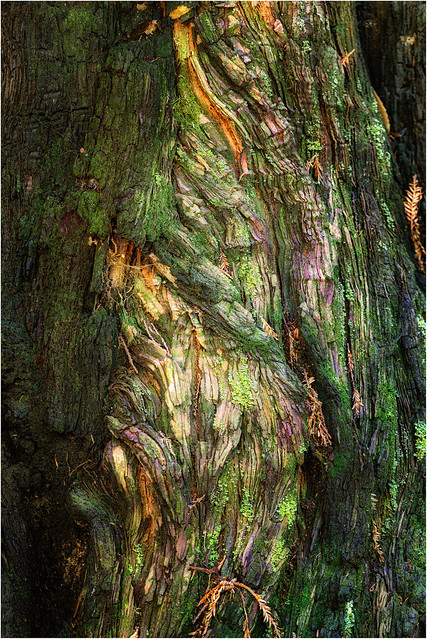 Detail of redwood tree bark