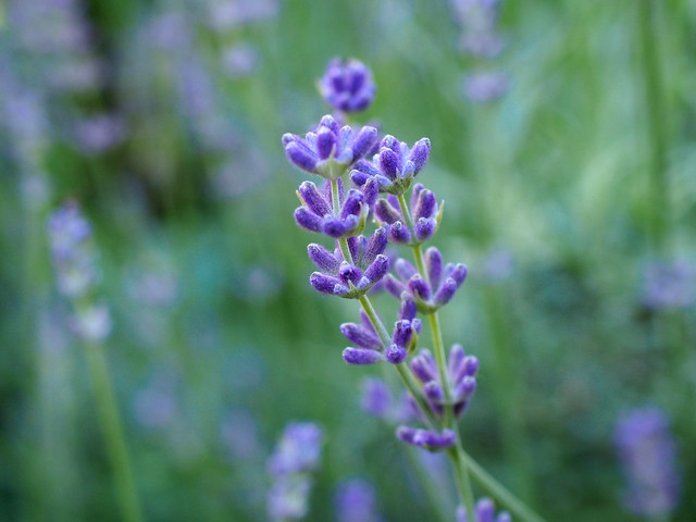 levendula / lavender