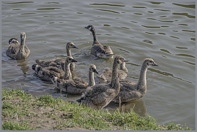 Juvenile Geese