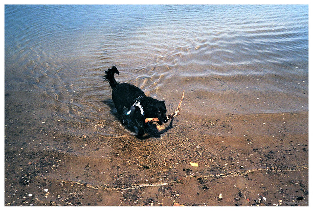 Hund im Sund II | Minox 35 GT | Kodak Gold 200