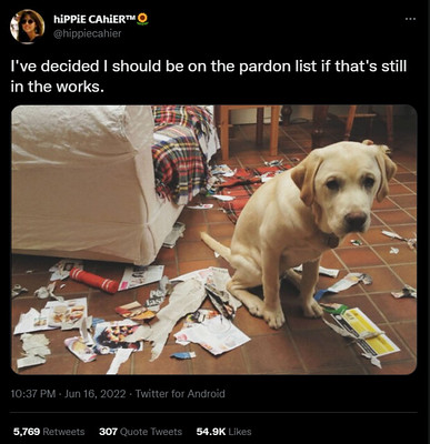 paper-shredding dog