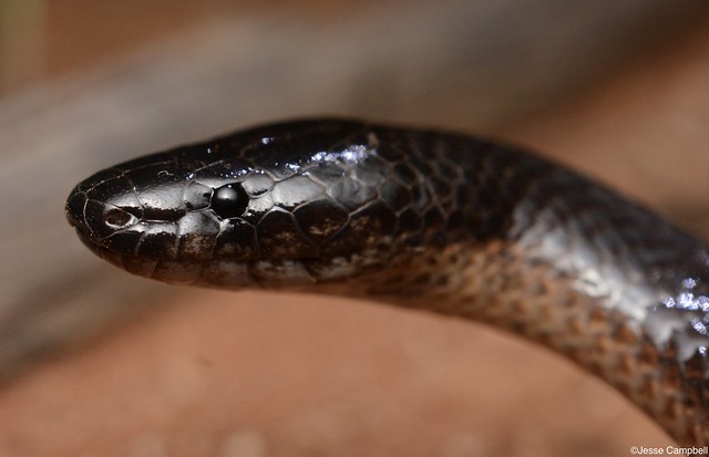 Yellow-naped Snake (Furina barnardi).