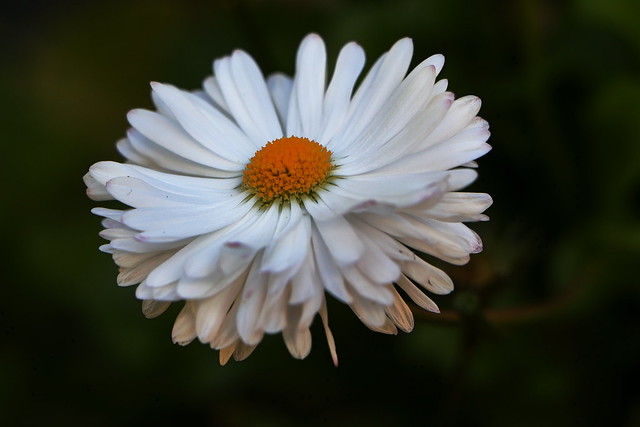 Bellis Flower