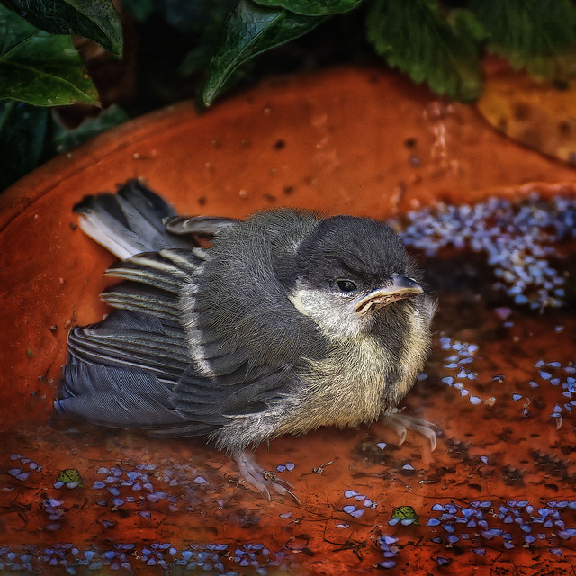 Great tit chick, waiting to be fed.