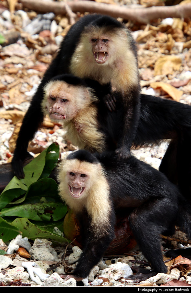 White-faced capuchins, Cahuita NP, Costa Rica
