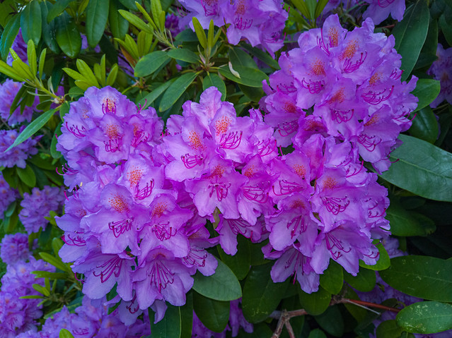 20220611 Rhododendron