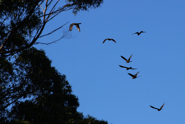 A flock of yellow-tailed black cockatoos