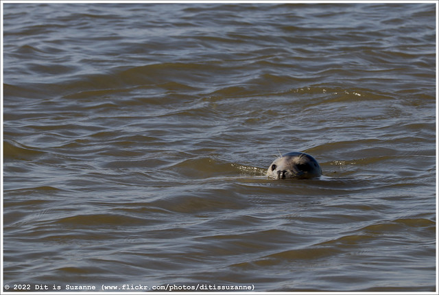 Zeehond | Seal | Тюлень