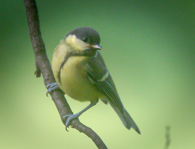 Not-so-great tit
