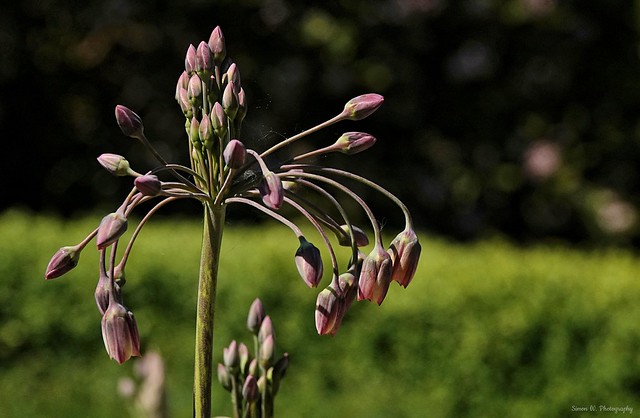[NT] Wentworth Castle Gardens. Allium Siculum (01). May 2022