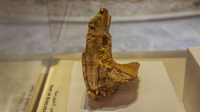 Basilosaurus' lower jaw at Egypt's Fossils and Climate Change Museum