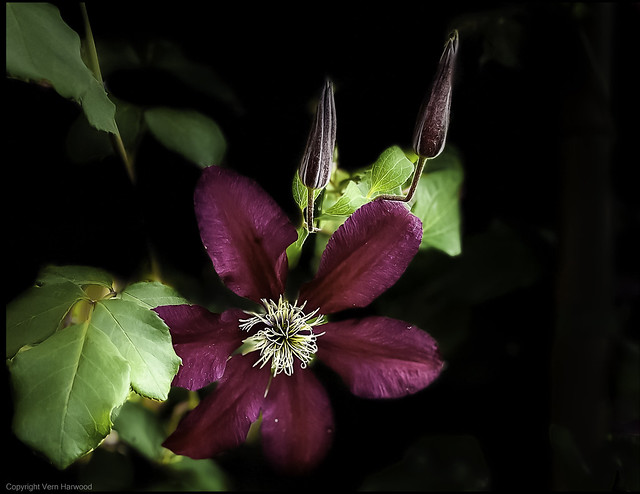 Clematis and buds,  maroon