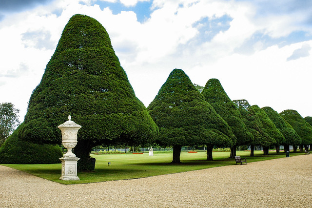 Une des allées d'ifs du Great Fountain Garden, Hampton Court, Angleterre!