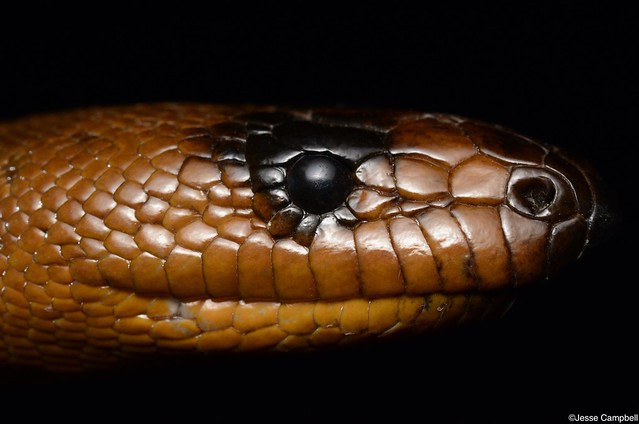 Woma Python (Aspidites ramsayi).