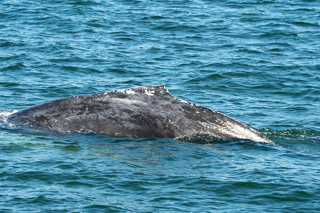 Humpback Whale 🐋