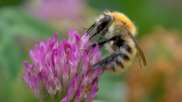 a bumblebee on a flower