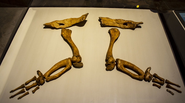 Basilosaurus hand limbs cast at Egypt's Fossils and Climate Change Museum