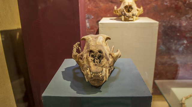Leopard skull from Holocene epoch at Egypt's Fossils and Climate Change Museum in Fayoum