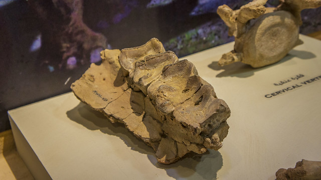 The remains of Fayoum animal at Egypt's Fossils and Climate Change Museum