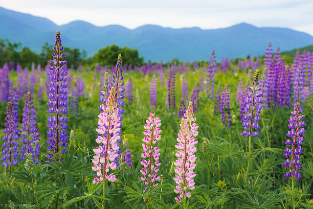 Pink Lupines at Sunrise