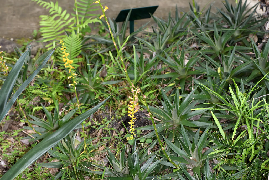 鳳梨科 硬葉鳳梨屬 厚葉鳳梨 (全景01) 台北植物園 Dyckia brevifolia