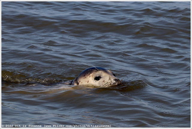 Zeehond | Seal | Тюлень