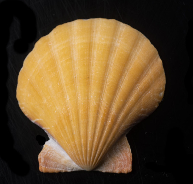 Orange Sea Shell In The Light 2086A