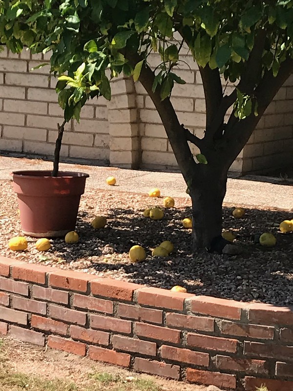 Fallen lemons