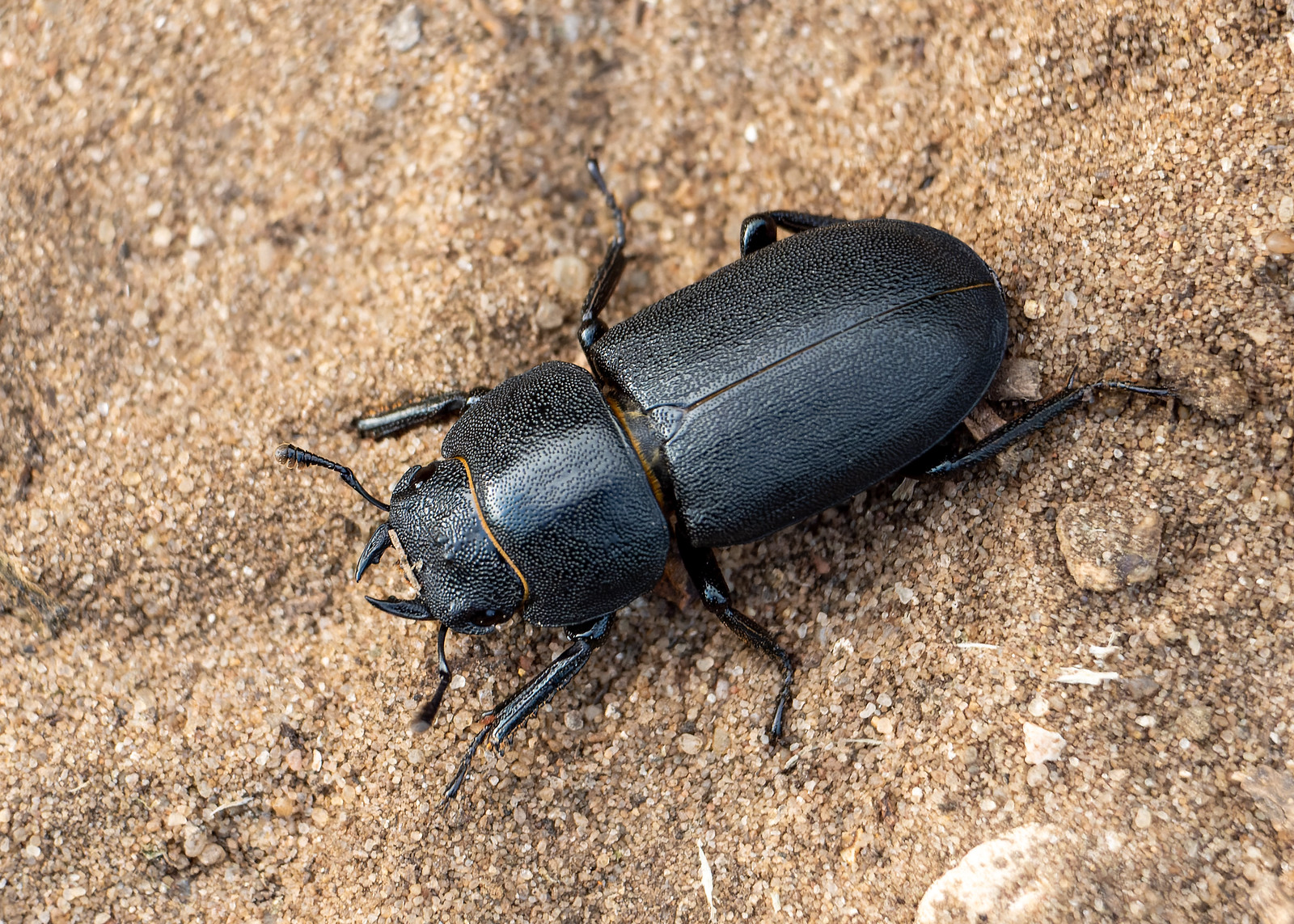 Lesser Stag Beetle - Dorcus parallelipipedus