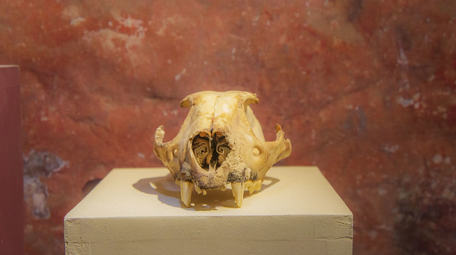 Leopard skull from Holocene epoch at Egypt's Fossils and Climate Change Museum in Fayoum