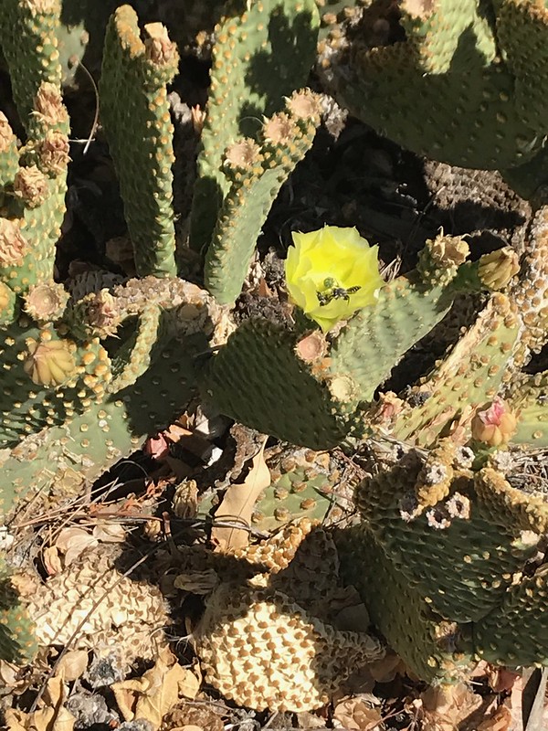 Prickly Pear Blossom with Friend
