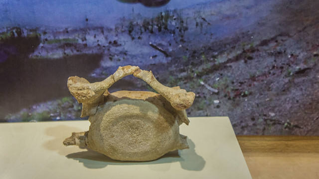 Fayoum animal's Cervical vertebra at Egypt's Fossils and Climate Change Museum