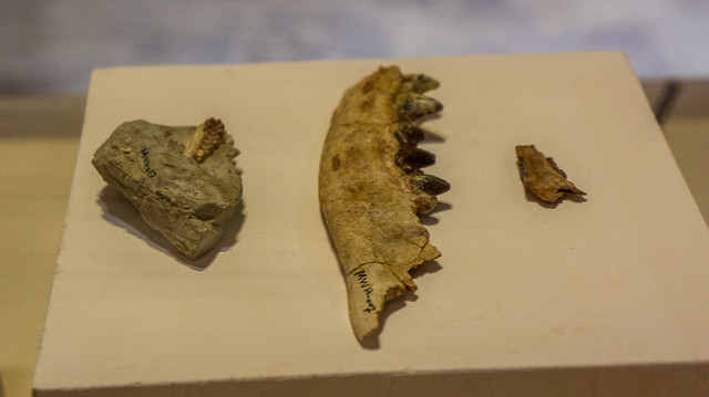 Apidium Phiomense's lower jaw at Egypt's Fossils and Climate Change Museum