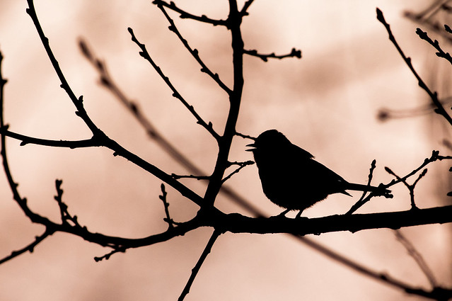 Singing bird