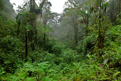 Jungle in Tandayapa Valley, Mindo area, north-western Ecuador.